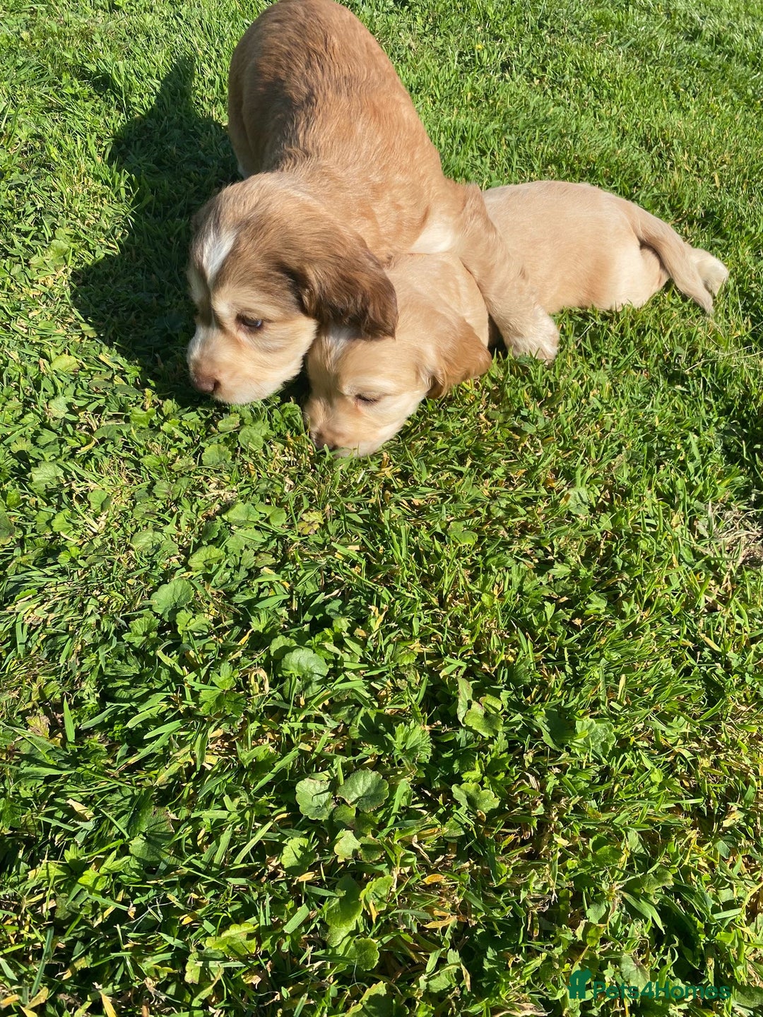 Cocker Spaniel dogs for sale: Cocker spaniel show type - Image 4