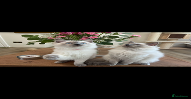 Ragdoll cats - Advert 11