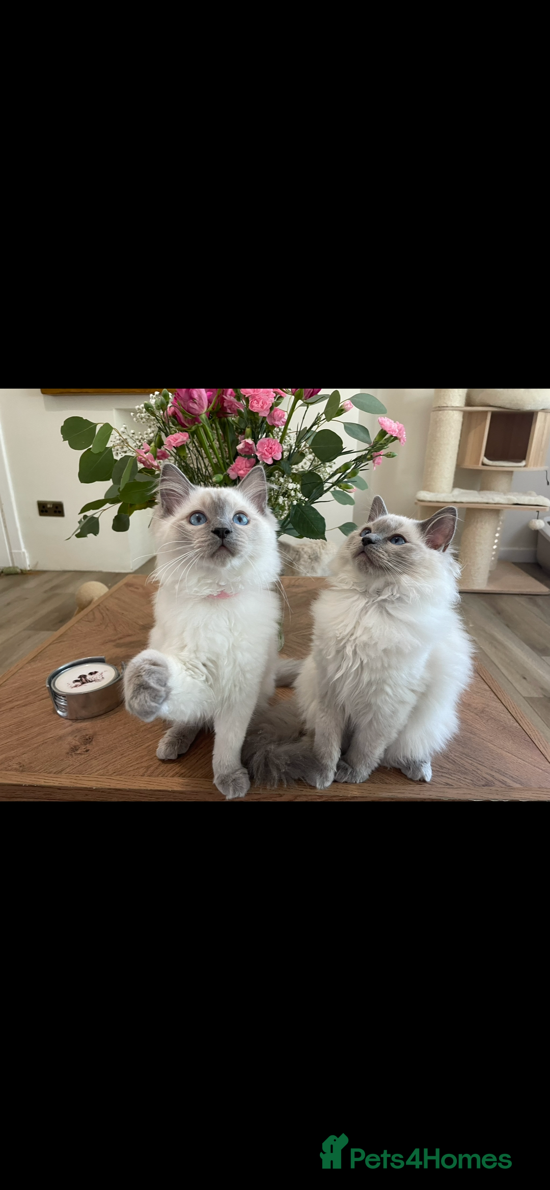 Ragdoll cats for sale: 🌸Extensively health tested GCCF spayed female🌸 - Image 3