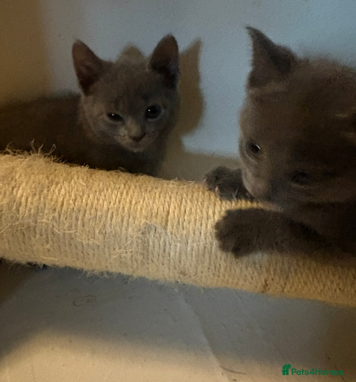 Russian Blue cats for sale: Blue Russian kittens - Advert 17