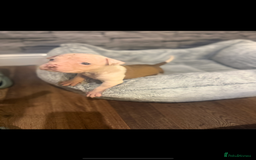 American Bulldog dogs for sale: American bulldog - Image 12