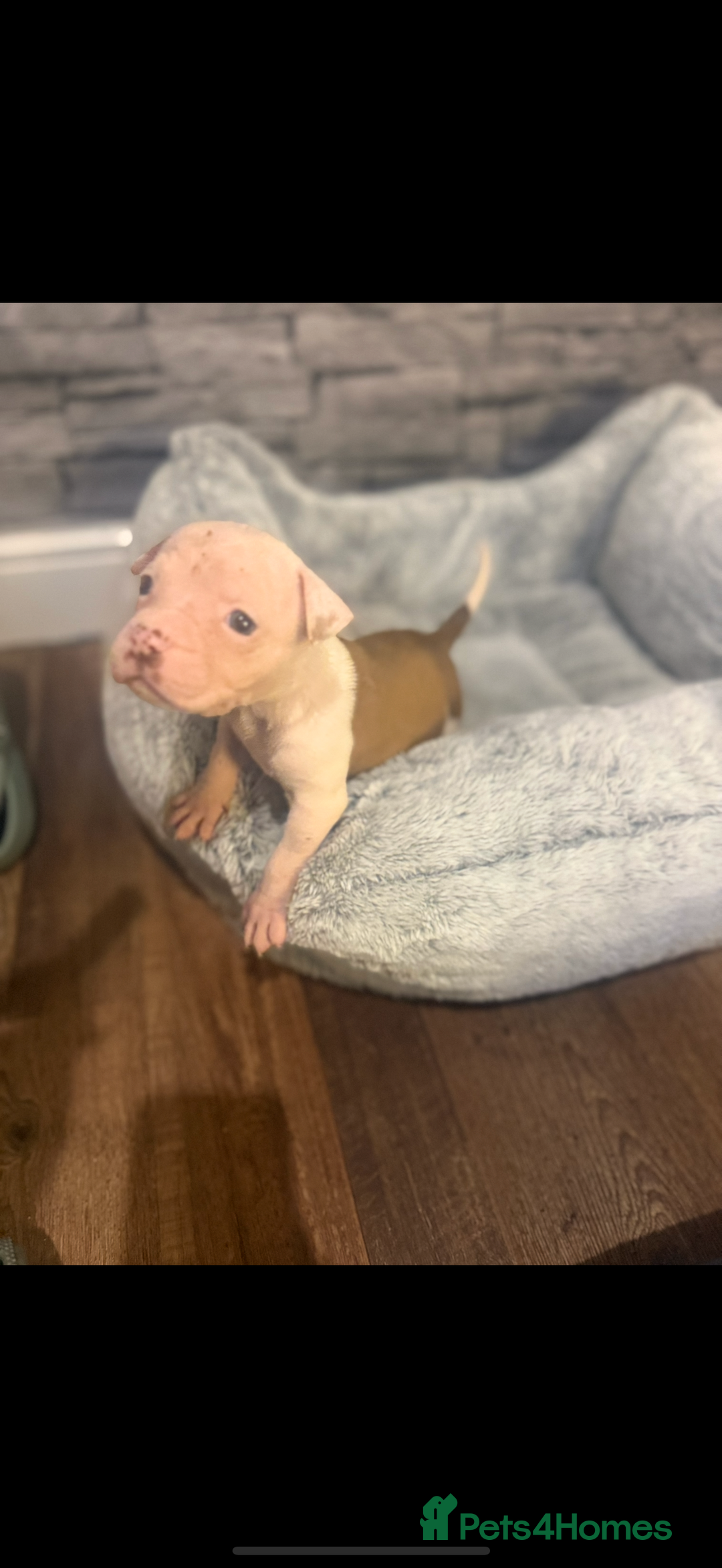 American Bulldog dogs for sale: American bulldog - Image 12