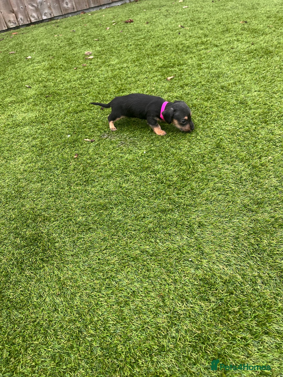 Mixed Breed dogs for sale: 5 beautiful jackshund puppies for sale - Advert 18