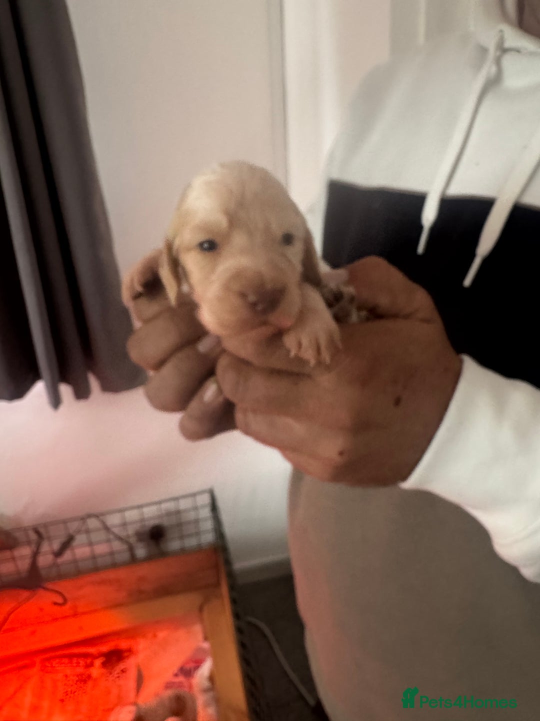 Cocker Spaniel dogs for sale: Full working cocker puppies for sale - Image 4