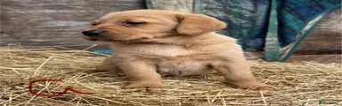 Labrador Retriever 6