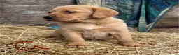 Labrador Retriever dogs for sale: Fox red Labrador puppies - Advert 6