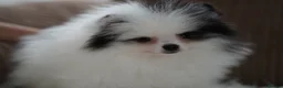 Pomeranian dogs for sale: Cute puppies  - Advert 19