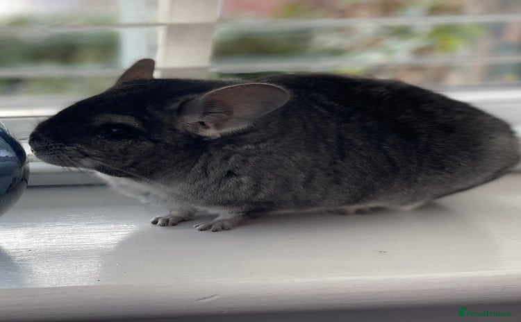 Chinchilla rodents - Advert 1