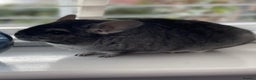 Chinchilla rodents for sale: Rituals Chinchillas proudly offers for sale  - Advert 1
