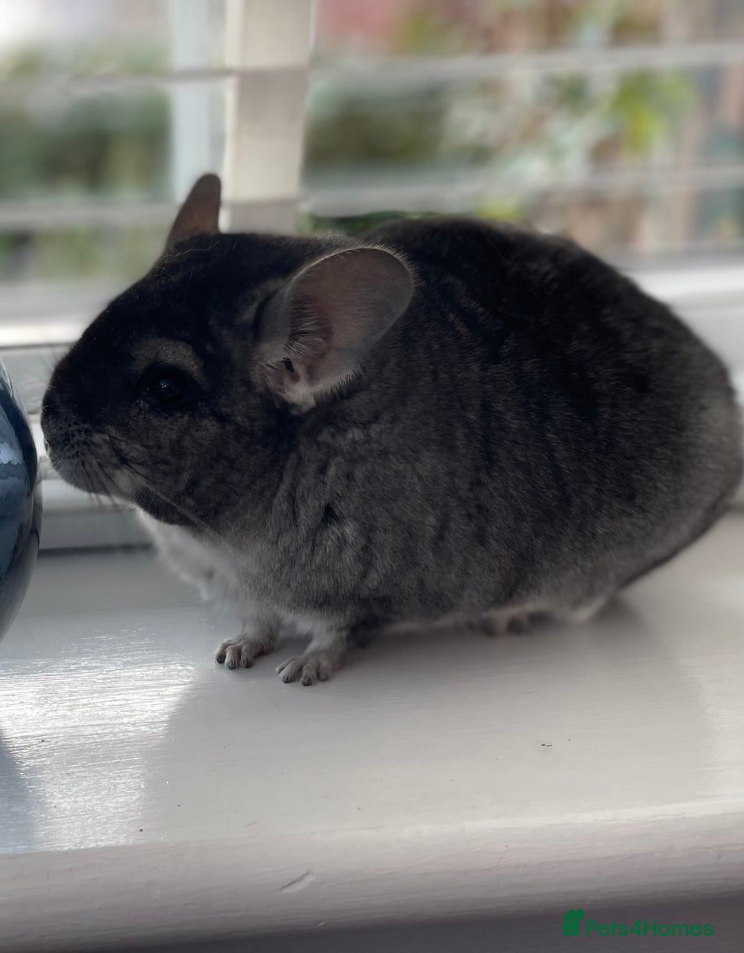Chinchilla rodents for sale: Rituals Chinchillas proudly offers for sale  - Image 1