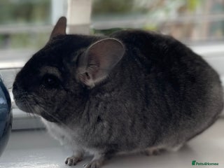 Chinchilla rodents - Advert 5