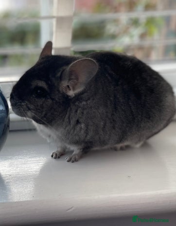 Chinchilla rodents - Advert 1