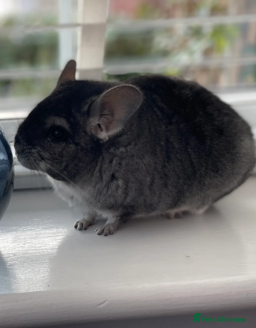 Chinchilla rodents for sale: Rituals Chinchillas proudly offers for sale  - Advert 1