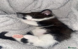 Mixed Breed cats for sale: 6 beautiful kittens  - Image 13