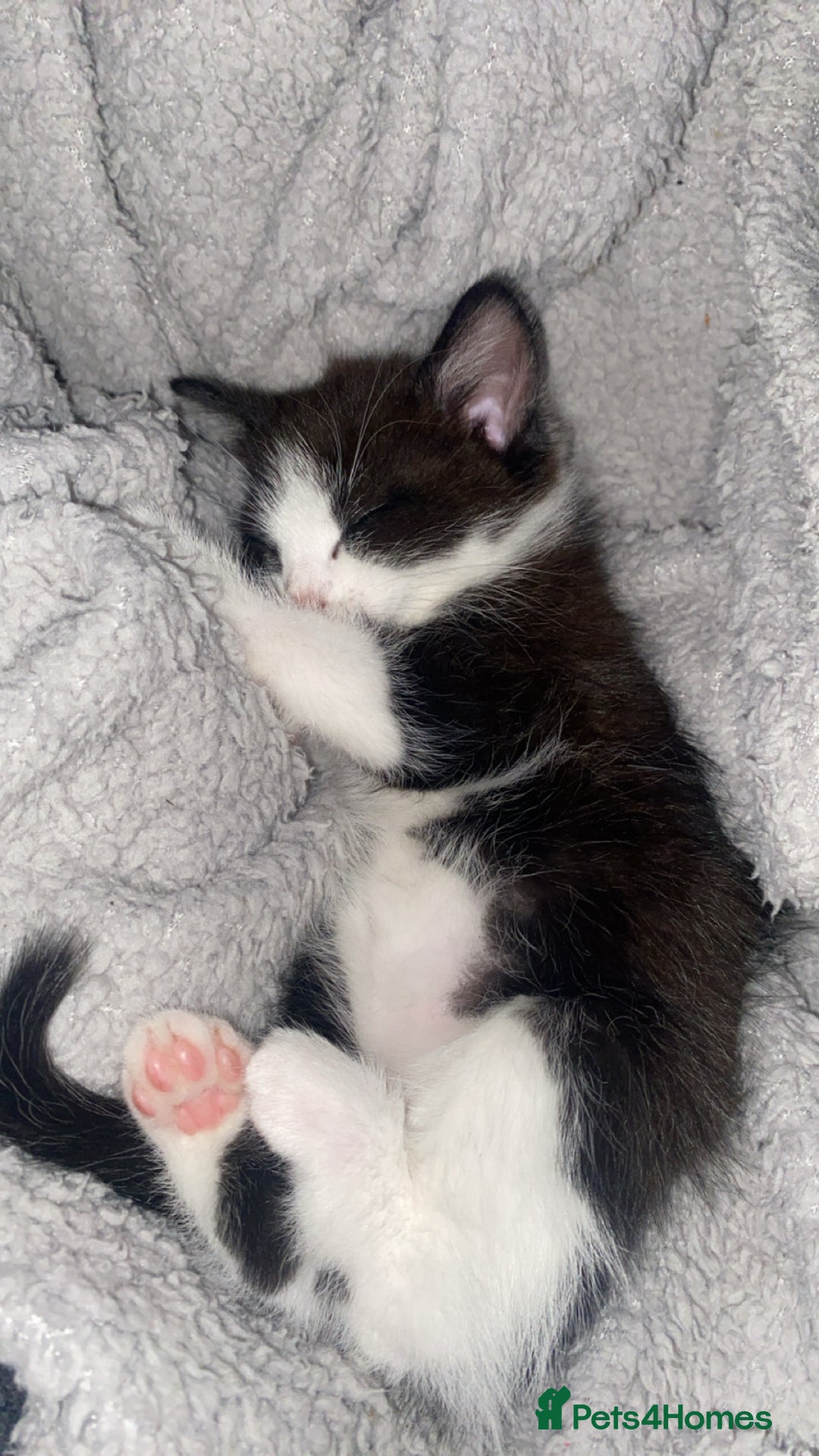 Mixed Breed cats for sale: 6 beautiful kittens  - Image 13