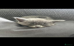 British Shorthair cats for sale: Healthy playful adorable kittens. - Image 9