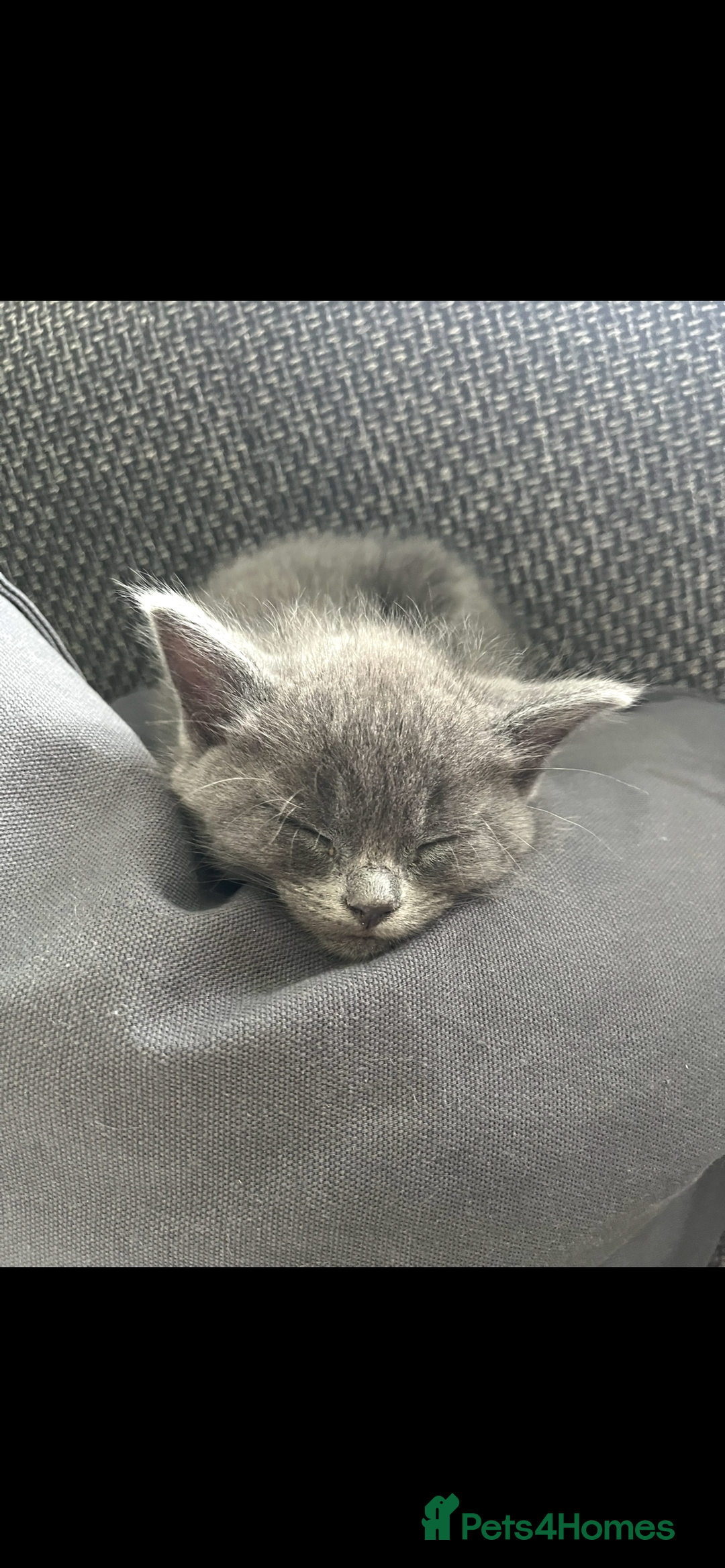 British Shorthair cats for sale: Healthy playful adorable kittens. - Image 9