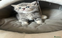 Scottish Fold cats for sale: Pure breed SCOTTISH FOLD - Image 7