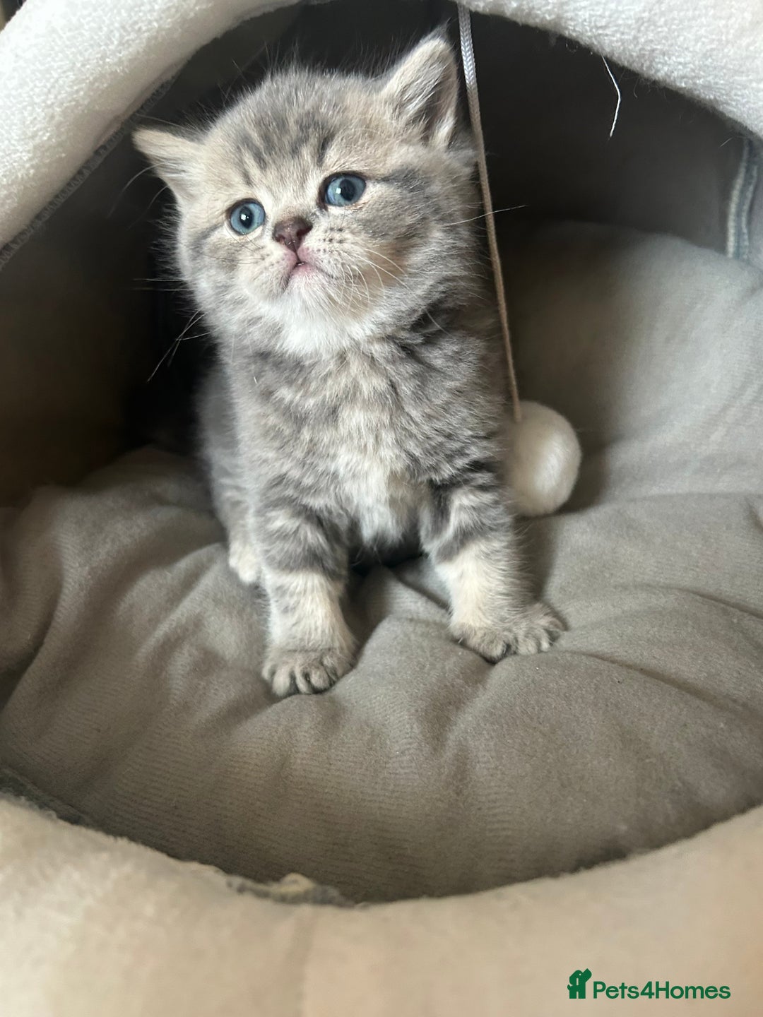 Scottish Fold cats for sale: Pure breed SCOTTISH FOLD - Image 7