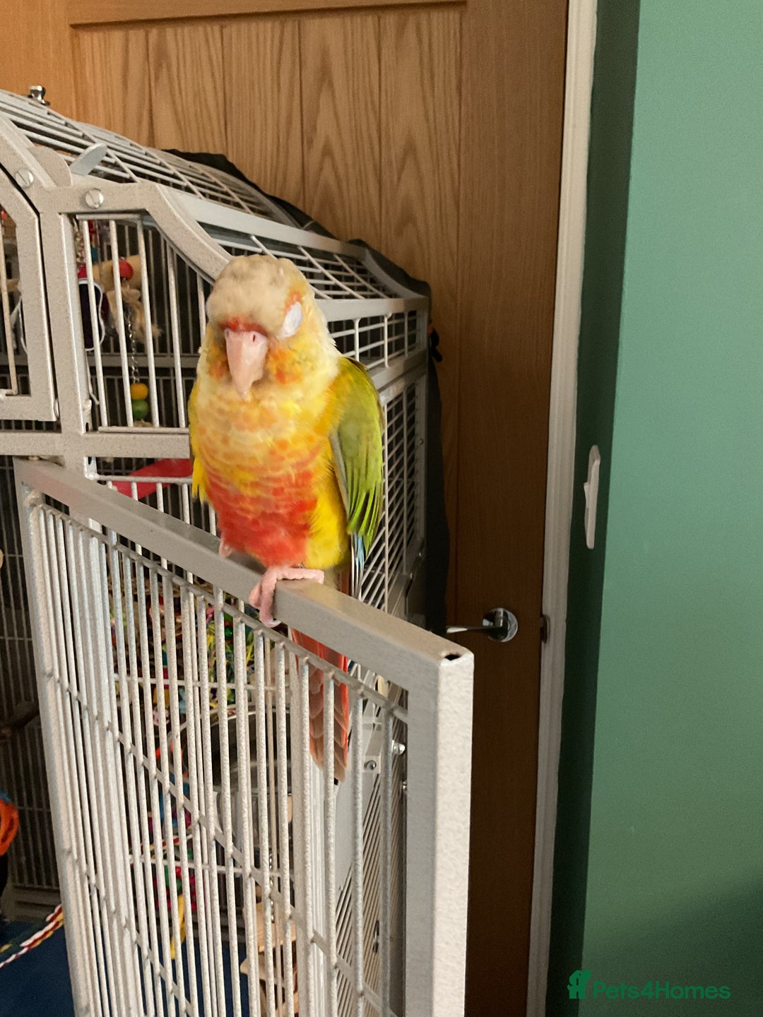 Conures birds for sale: Green cheek pineapple conure - Image 2