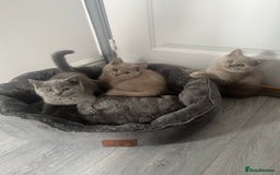 British Shorthair cats for sale: Beautiful British Shorthair Girls Available  - Image 3