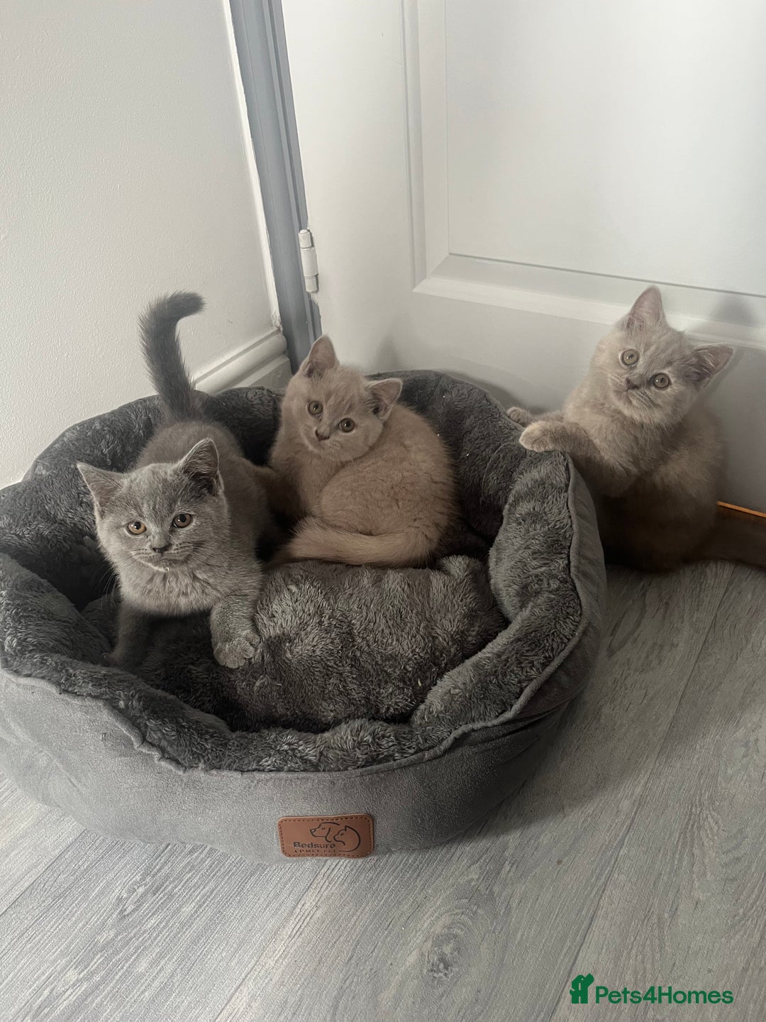British Shorthair cats for sale: Beautiful British Shorthair Girls Available  - Image 3