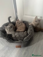 British Shorthair cats - Advert 2