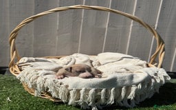 Whippet dogs for sale: Beautiful pedigree whippet puppies  - Image 3