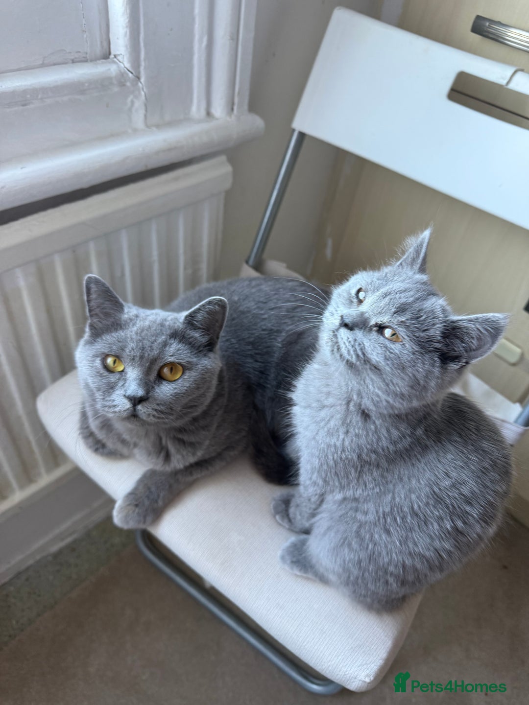 British Shorthair cats for sale: British short hair cute  - Advert 5