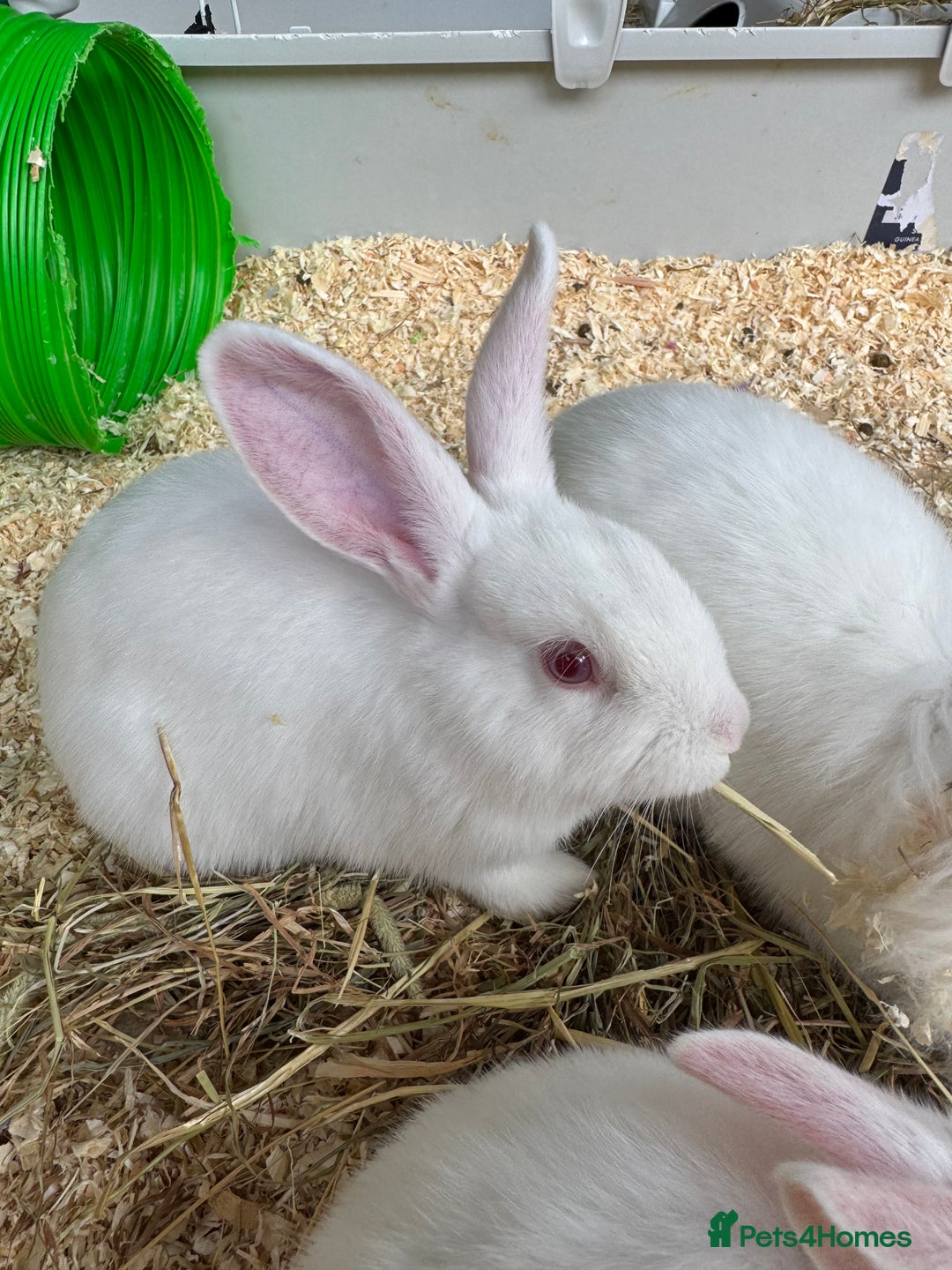 New Zealand rabbits for sale: 3 New Zealand White Rabbits, Ready to leave - Image 4