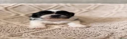 Shih Tzu dogs for sale: Beautiful Home reared Shih Tzu Puppies - Advert 22