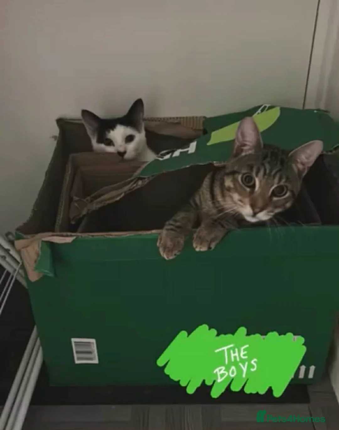 Domestic Shorthair cats for sale: Two lovely boys need a new home  - Advert 1