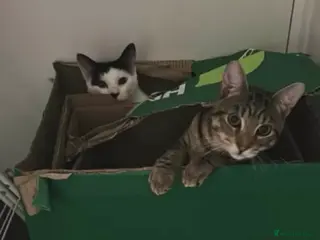 Domestic Shorthair cats Two lovely boys need a new home - Advert 18