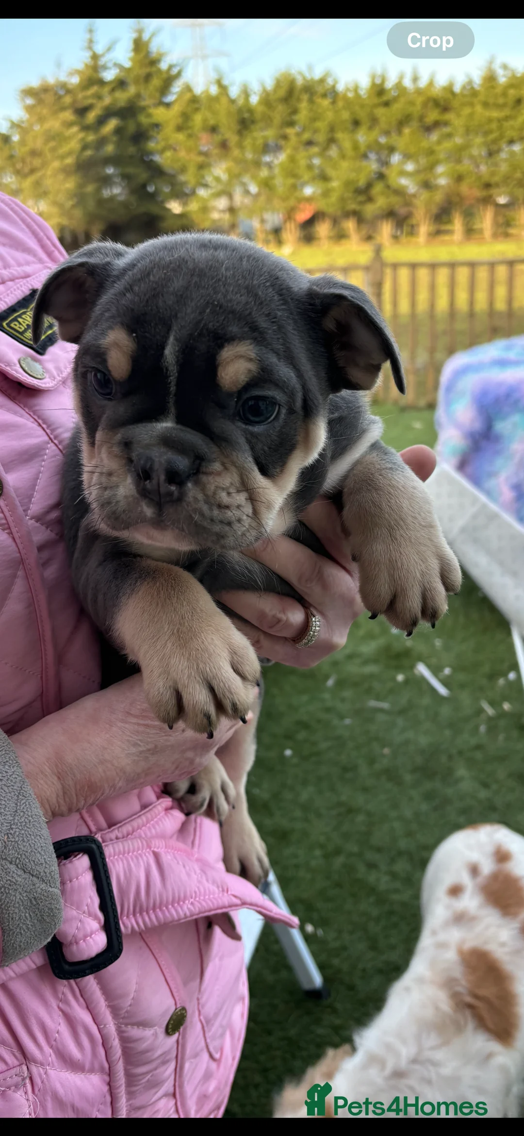 English Bulldog dogs for sale: English bulldog puppies  - Advert 6