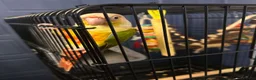 Conures birds for sale: Male pineapple conure  - Advert 3