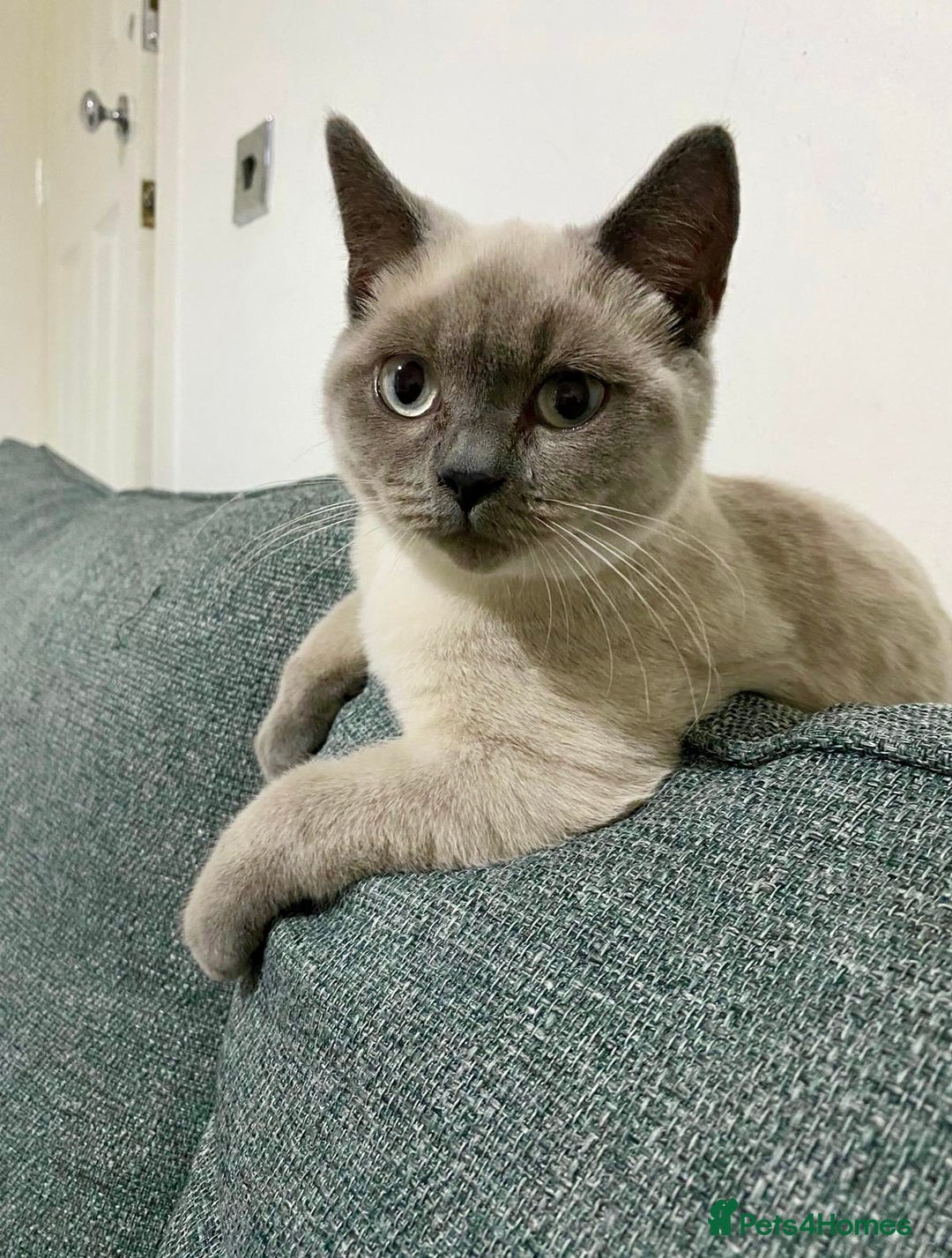 British Shorthair cats for sale: BRITISH SHORTHAIR (Female)  - Image 3