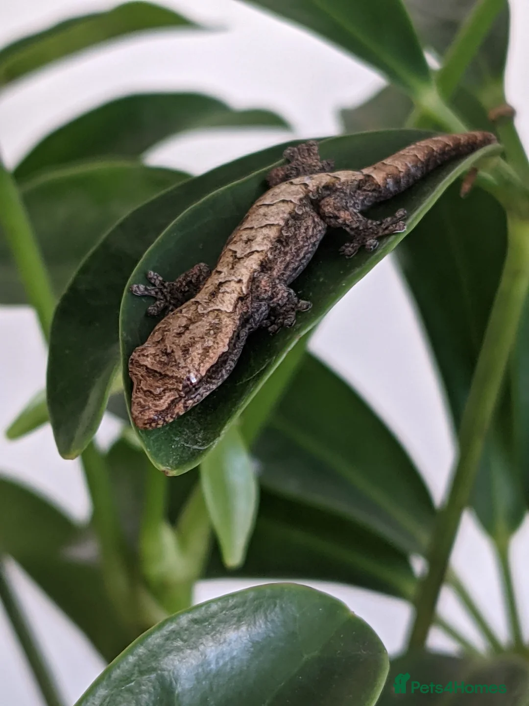 Gecko reptiles for sale: Mourning geckos - Advert 3