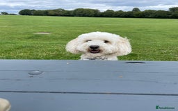 Cavapoo dogs for sale: 5yr Cavapoo rehoming - Image 4