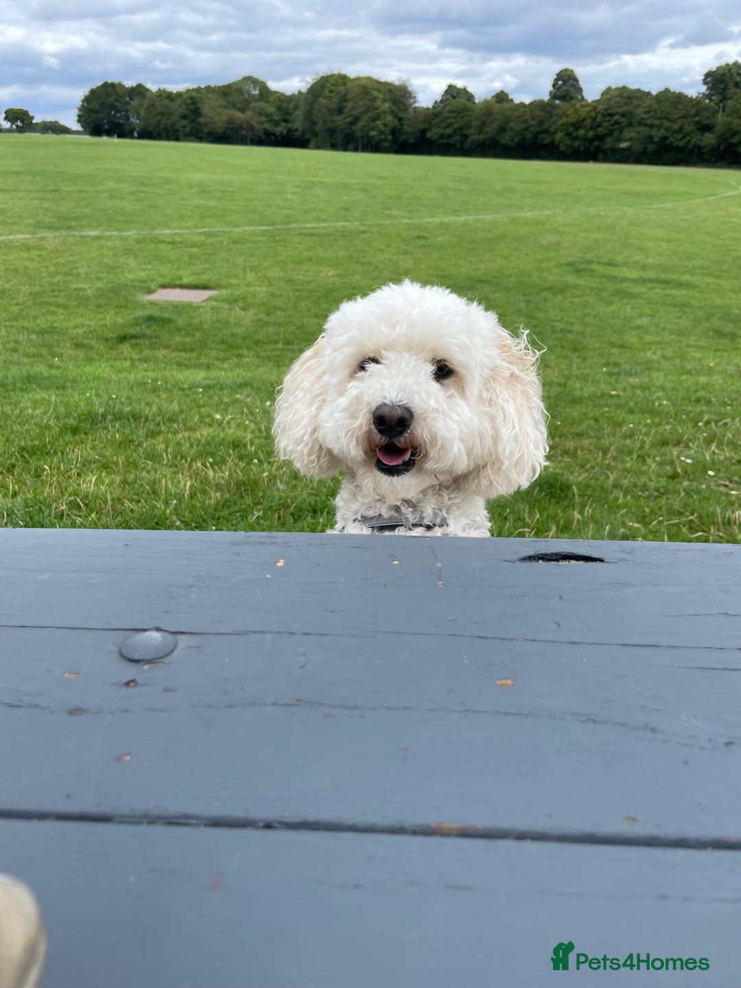 Cavapoo dogs for sale: 5yr Cavapoo rehoming - Image 4