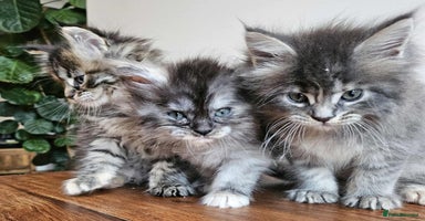 Maine Coon cats - Advert 6