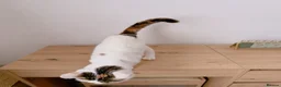 Mixed Breed cats for sale: Petal, Female Calico - Advert 5