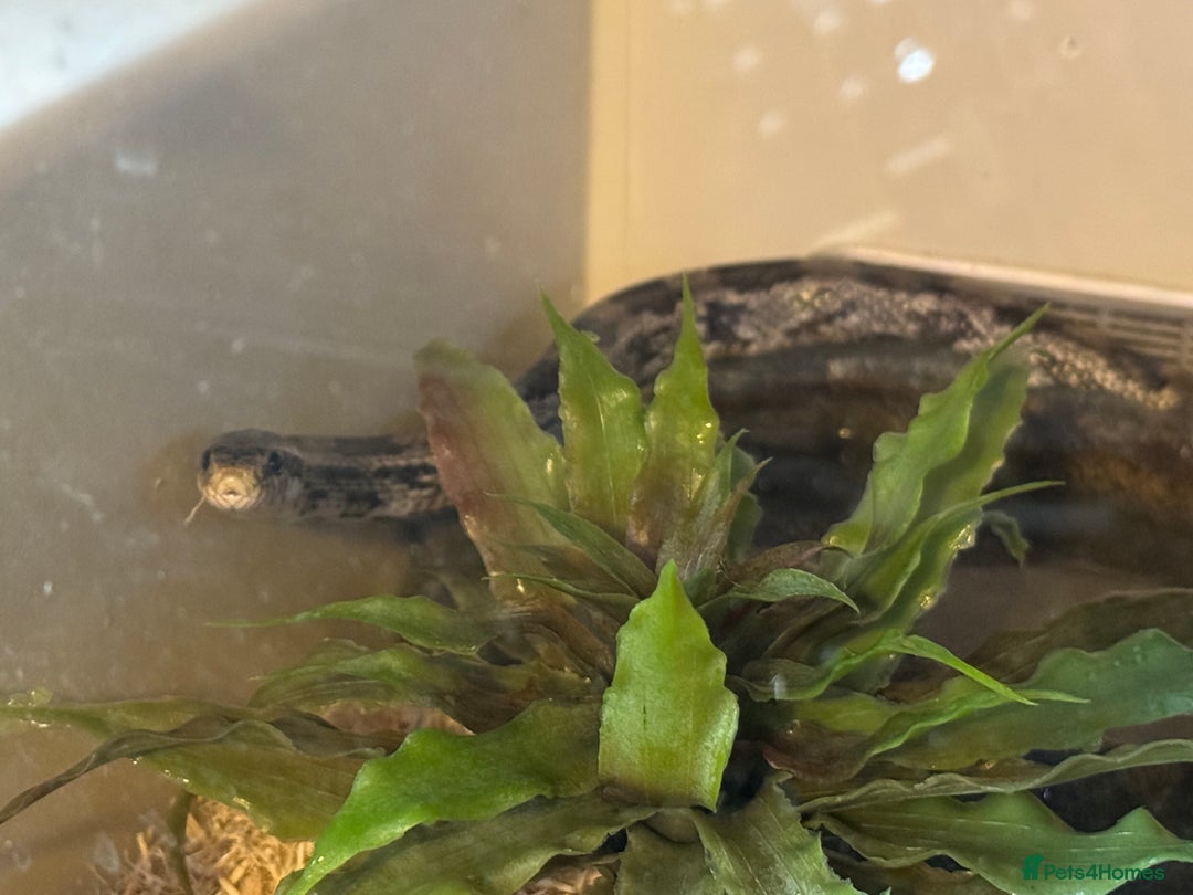 Corn Snake reptiles for sale: Female corn snake - Image 3