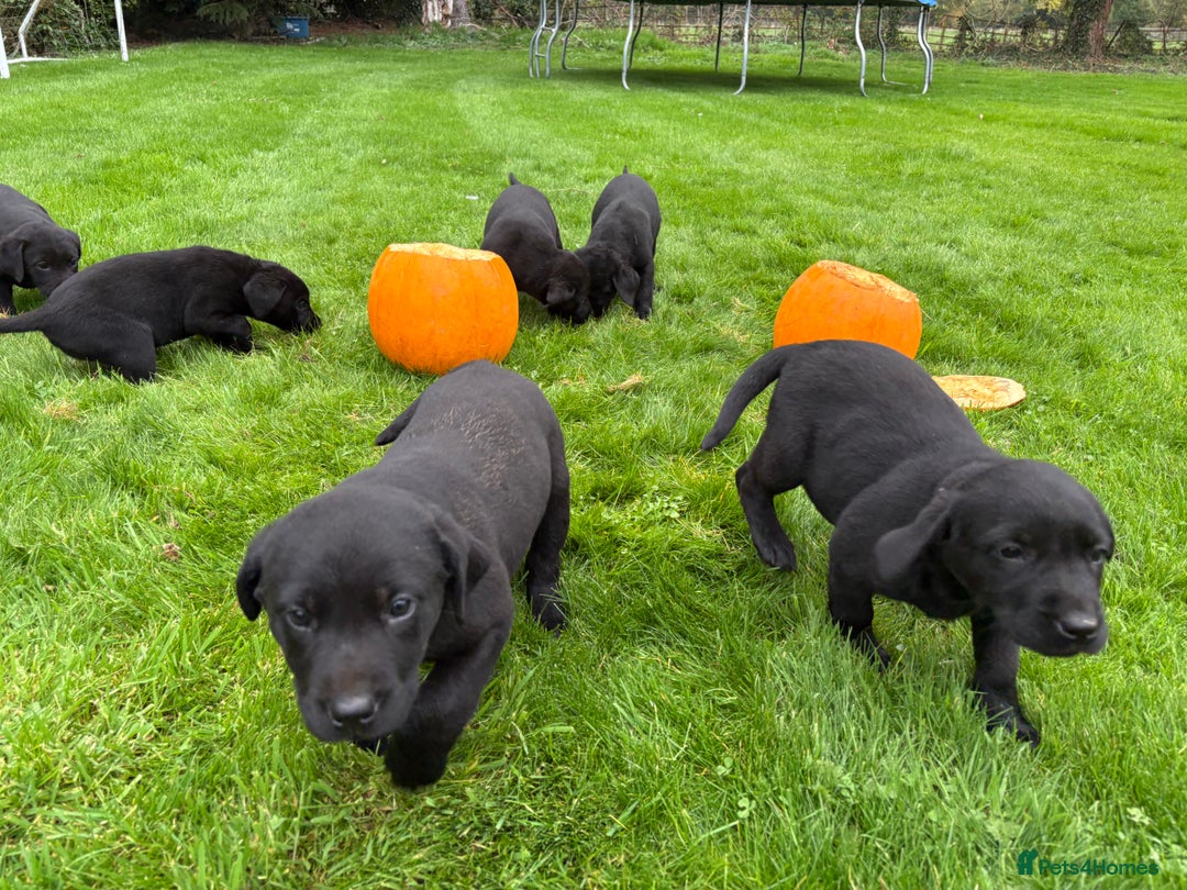 Labrador Retriever dogs for sale: Black Lab Puppies For Sale - Image 2