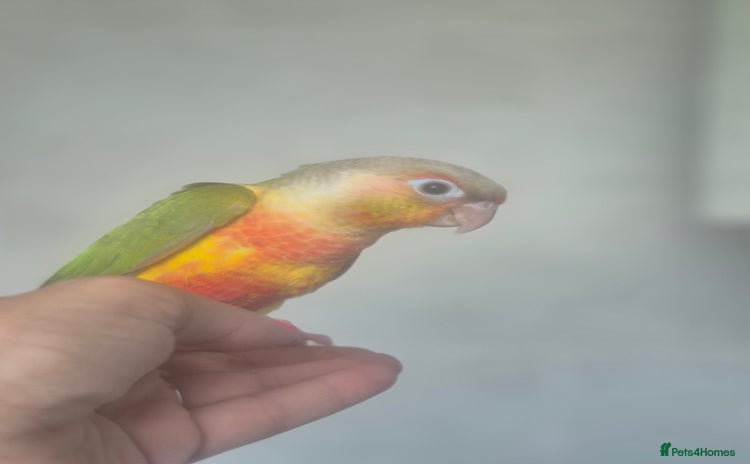 Conures birds - Advert 1