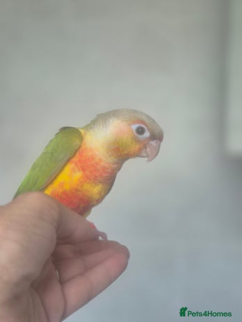 Conures birds - Advert 1