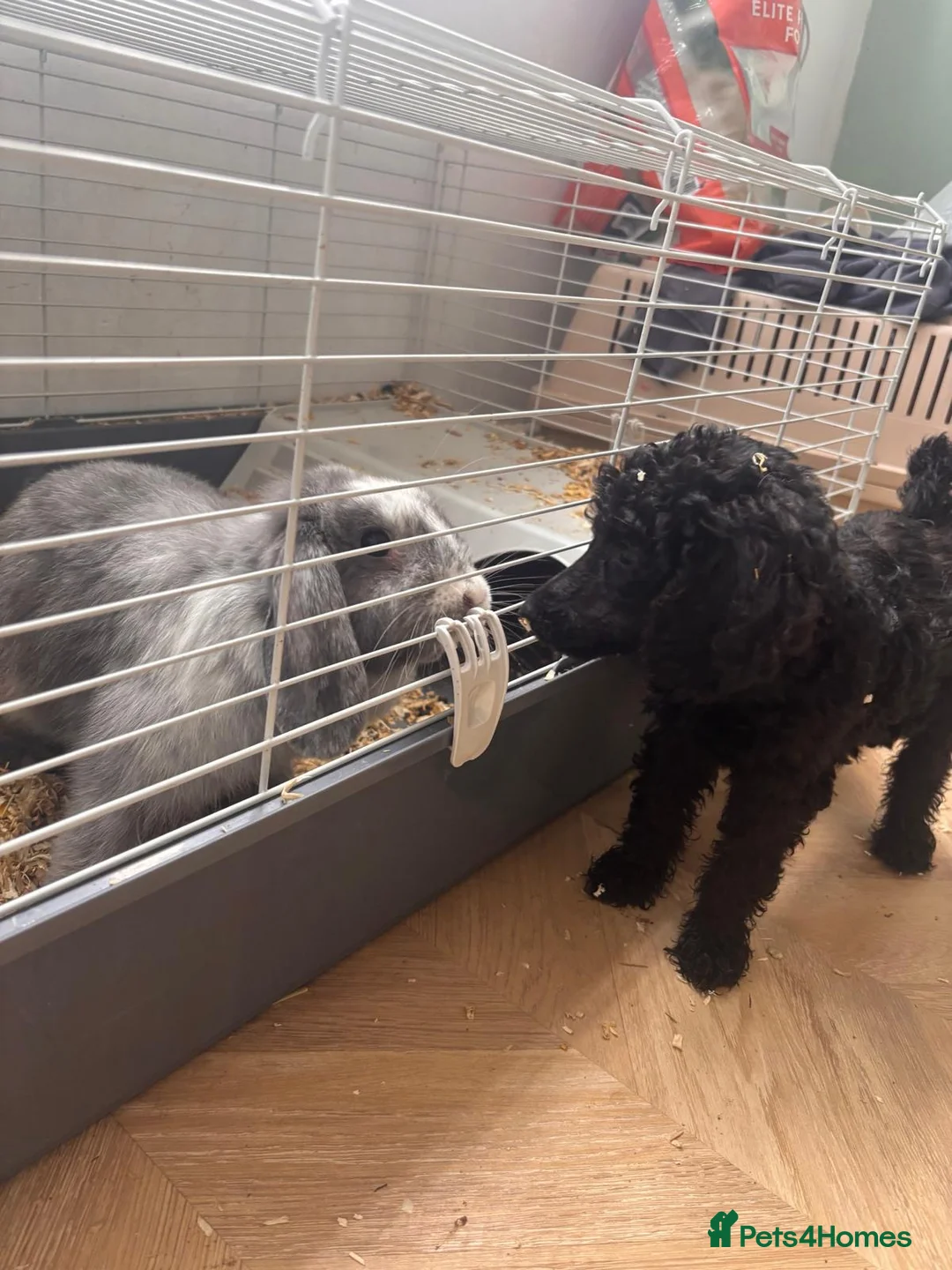 English Lop rabbits for sale: Bluie in Bolton - Advert 3