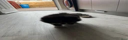 Pomeranian dogs for sale: Beautiful doggy - Advert 5