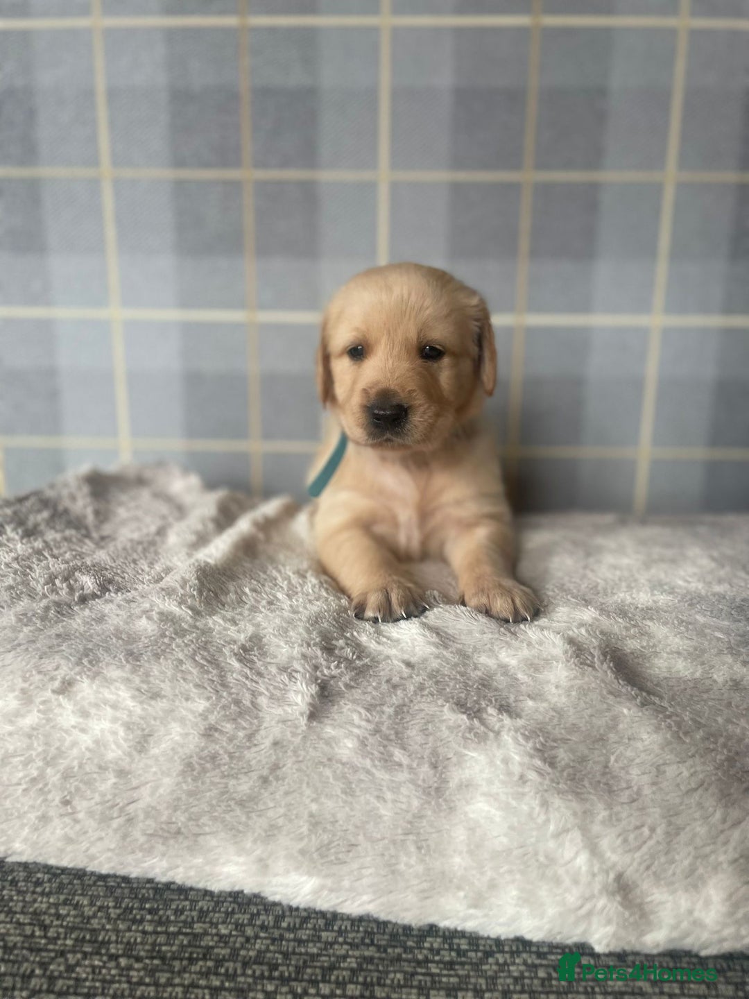 Golden Retriever dogs for sale: Golden retriever pups looking for forever homes  - Image 8