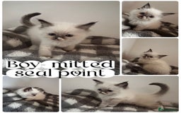 Ragdoll cats for sale: Pedigree Ragdoll Kittens HCM/PKD clear  - Image 5