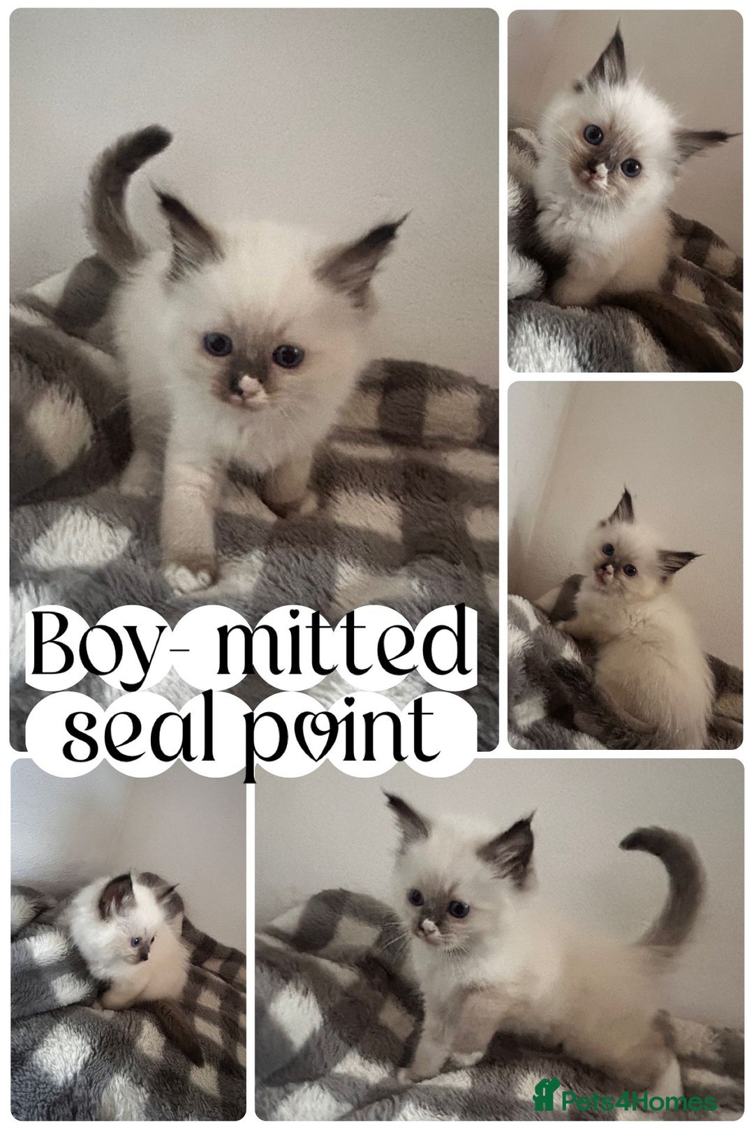 Ragdoll cats for sale: Pedigree Ragdoll Kittens HCM/PKD clear  - Image 5